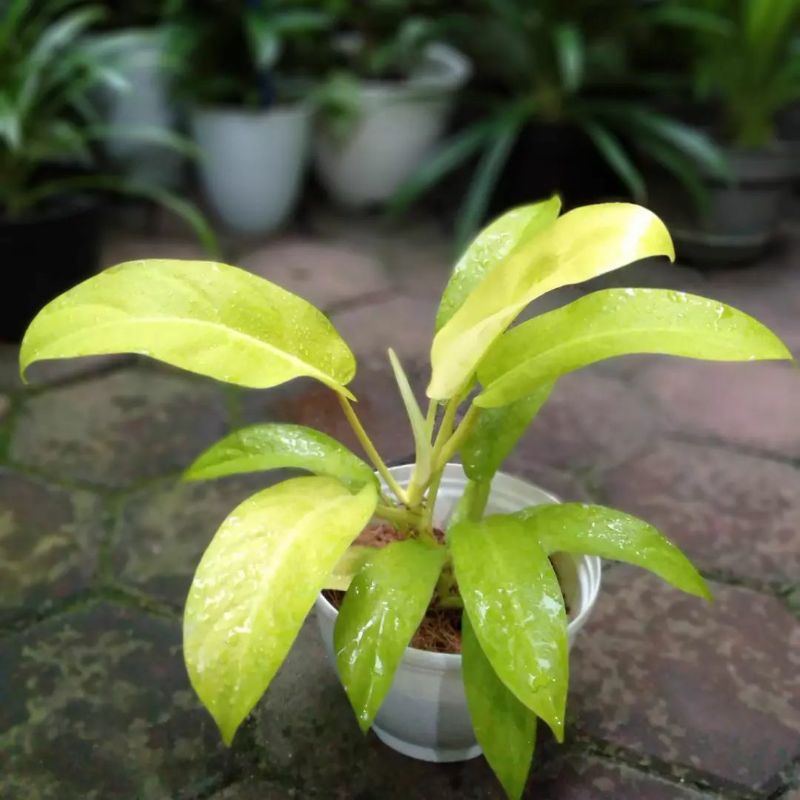 tanaman sirih gading centong / sirih gading lemon