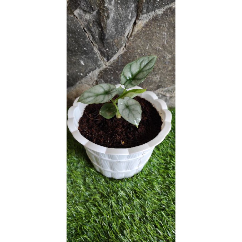 Alocasia Tengkorak silver