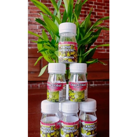 kapsul purwoceng