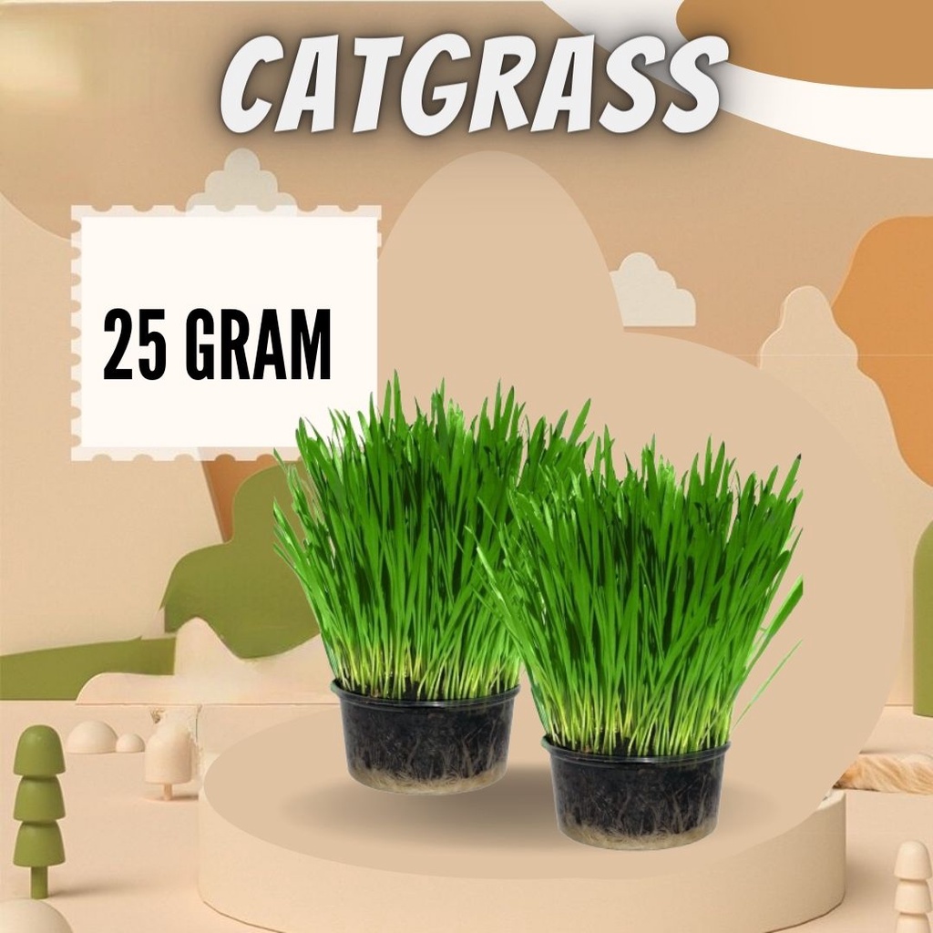 Cat Grass 25Gram - Benih Rumput Kucing Wheat Grass Sades gras Cat Gras FEZONE