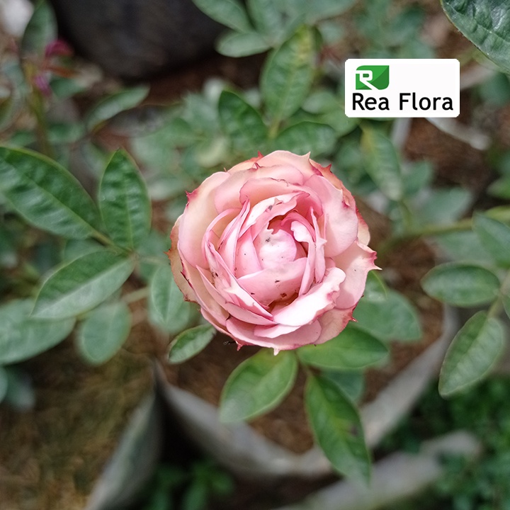 Tanaman Hias Bunga Mawar Snapdragon - Mawar/Rose Import Telur Mini - Mawar Hidup