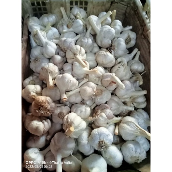 

Bawang putih