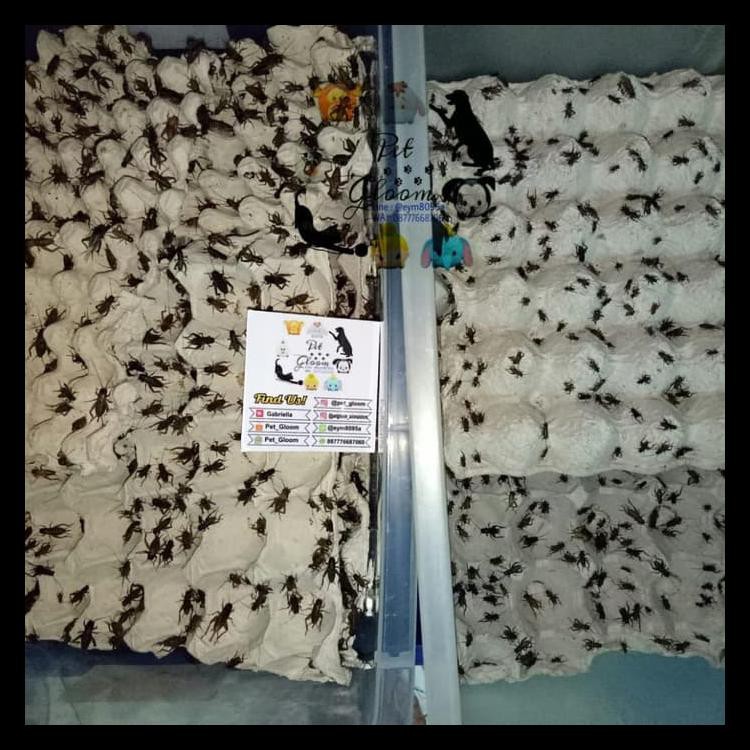 Jangkrik Hidup Hasil Ternak Pakan Reptil Reptile Burung Ikan