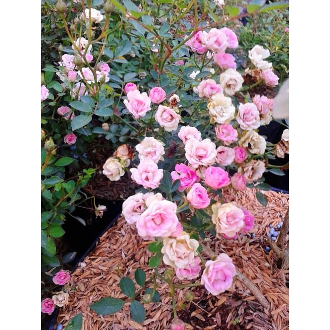 BIBIT BUNGA MAWAR BABY ROSE