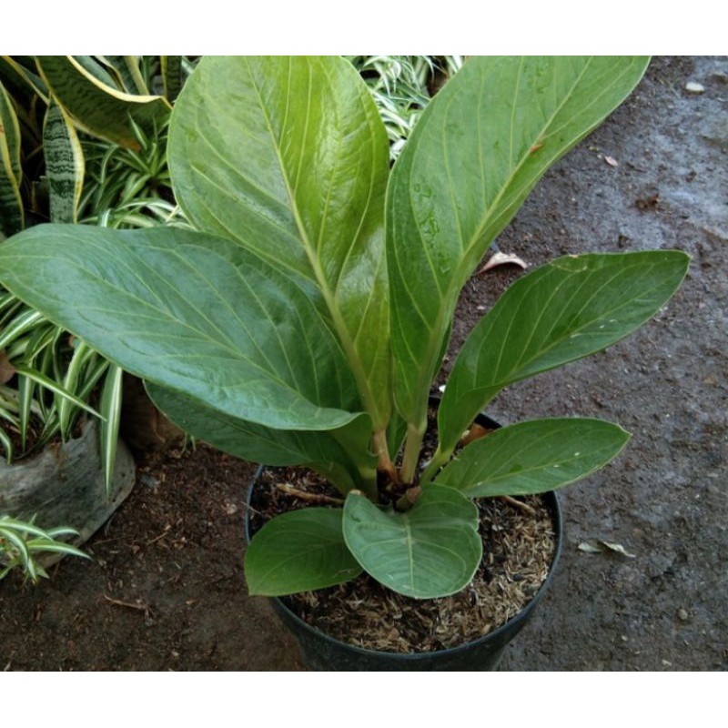 ANTHURIUM JEMANI KOLL DEWASA