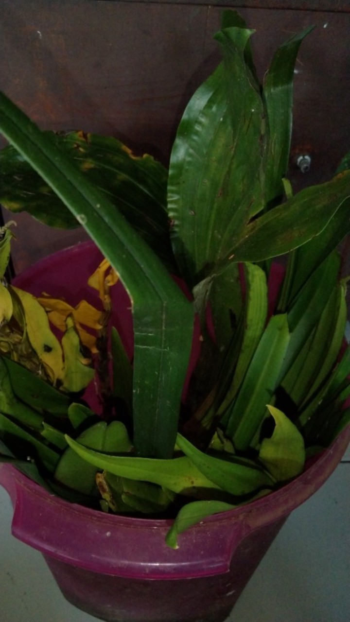 Anggrek Sikat/dendrobium Secundum Gratis Ongkir Extra