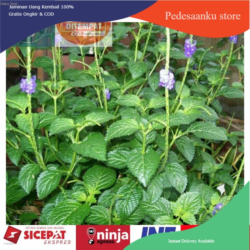 

Danaman pecut kuda / daun pecut kuda segar