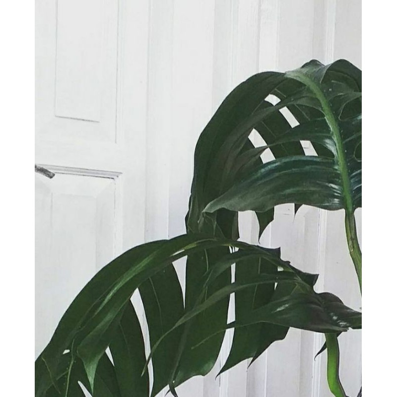 monstera ekor naga dewasa