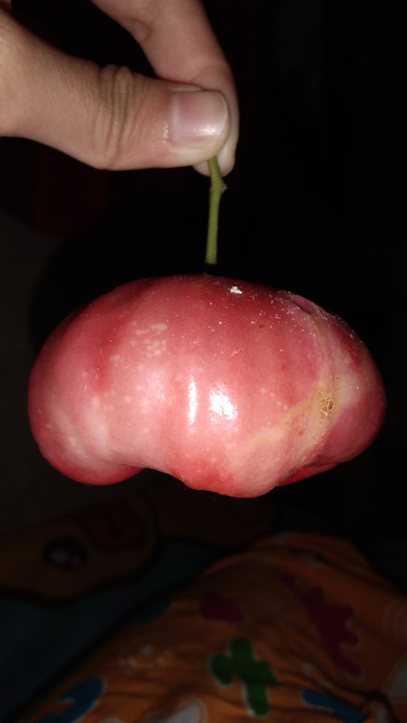 Hem Batik Sogan Genes Batik Coklat Lawasan