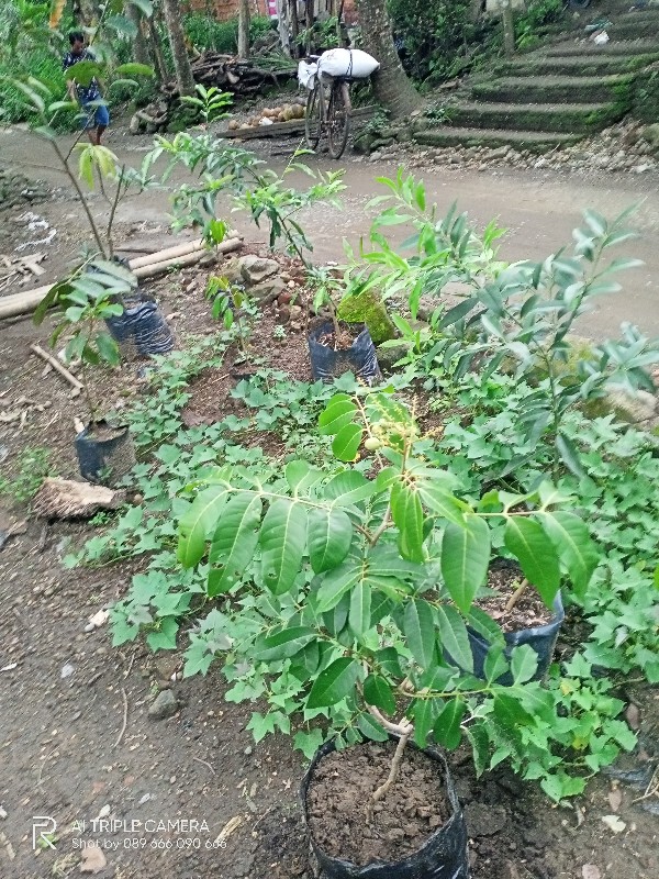 Kain Batik Solo Sogan Cabut Abstrak R22