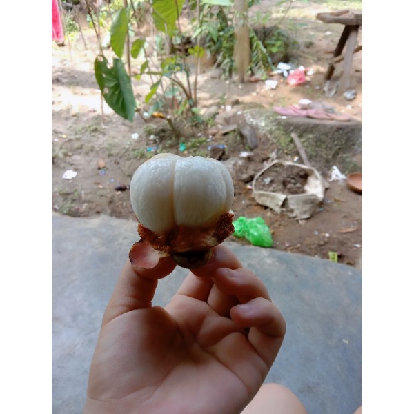 

buah manggis