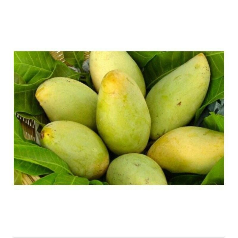 

Mangga Golek Madu Cirebon