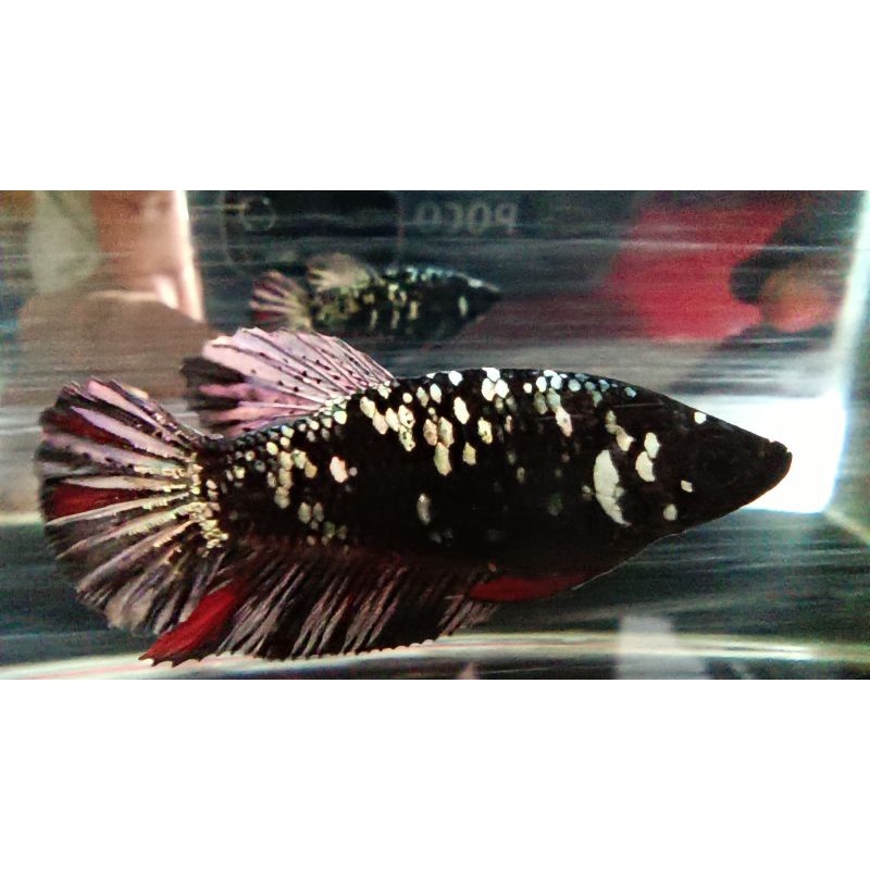 Avatar Cooper Gold Female