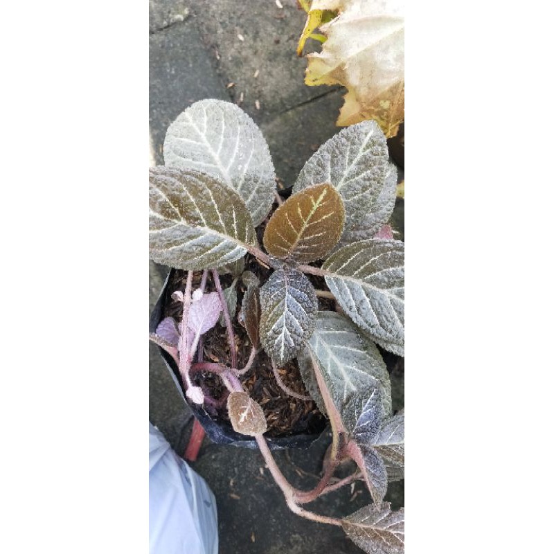 epicia coklat gratis epicia hijau