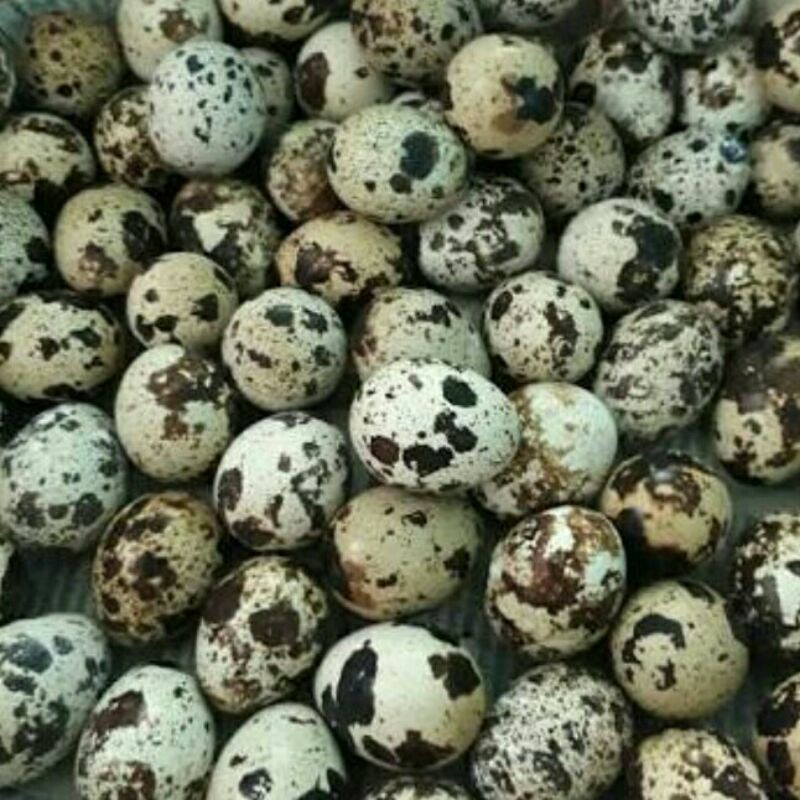 

TELUR PUYUH PER 250GR