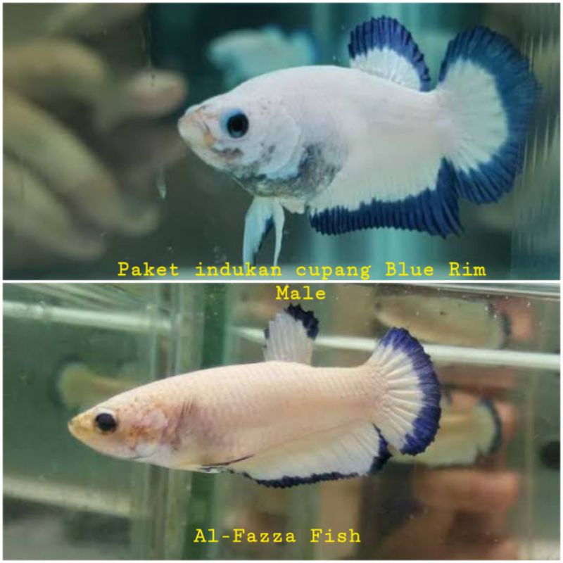 paket 2 indukan-cupang HM Blue Rim-siap bertelur
