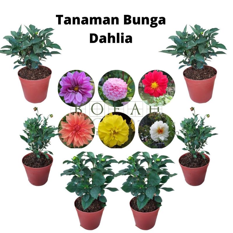 Bibit Tanaman Bunga Dahlia Bangkok Bunga Besar Bisa Pilih Warna Kondisi Berbunga Bunga Dahlia