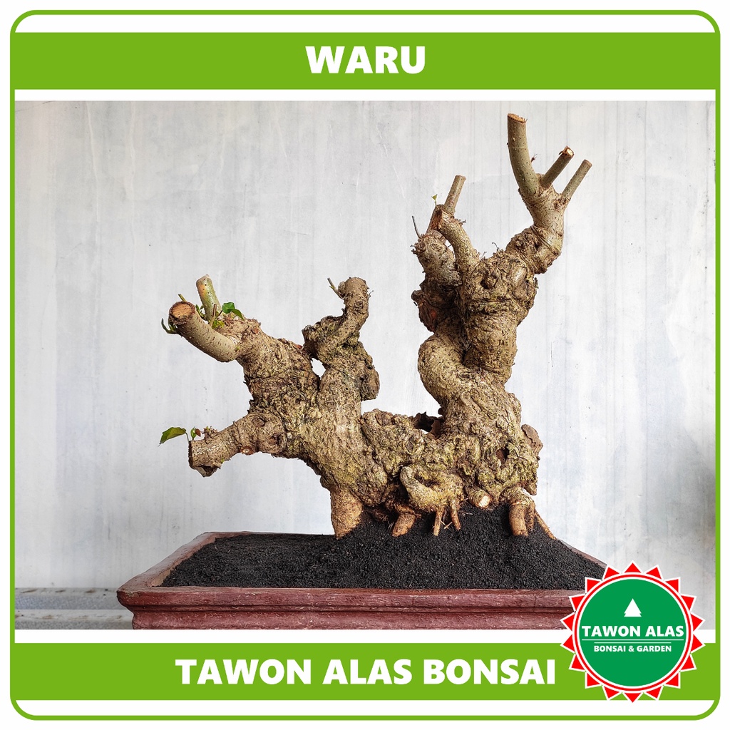 Bahan Bonsai Waru Unik Berkarakter