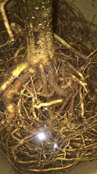 Prospek Bonsai Anting Putri _ Wrightia Religiosa _ Bahan Cepat Jadi!