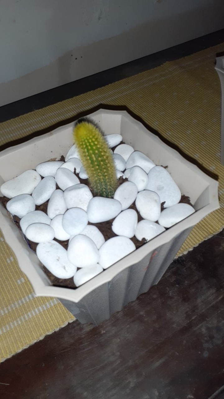 Sukulen Dan Kaktus Mini (notocactus Magnificus / Parodia Magnifica)