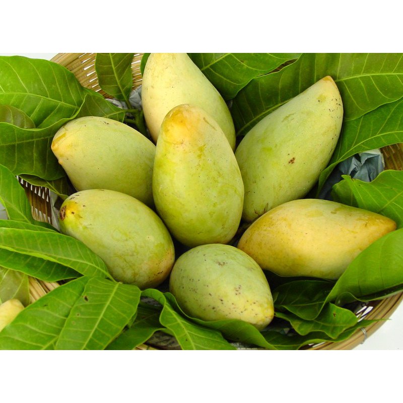 Bibit Mangga Golek India/Tanaman Mangga Golek India