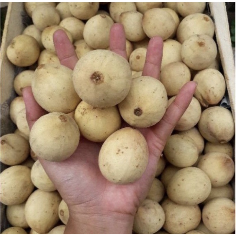 

Duku palembang size jumbo 1kg