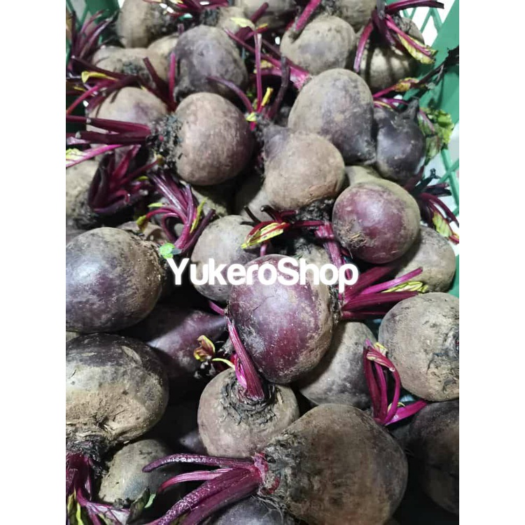 

Buah Bit Segar / Beet Root Fresh / Beetroot per KG