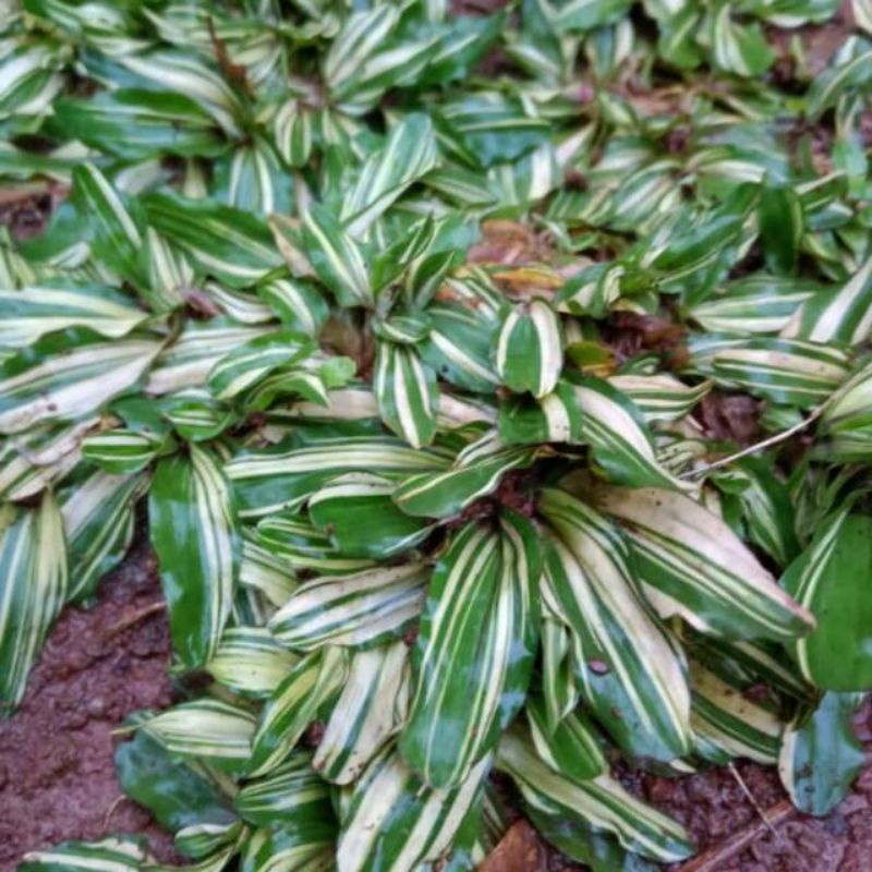 rumput gajah mini varigata(1x1/rumput gajah mini peking putih varigata