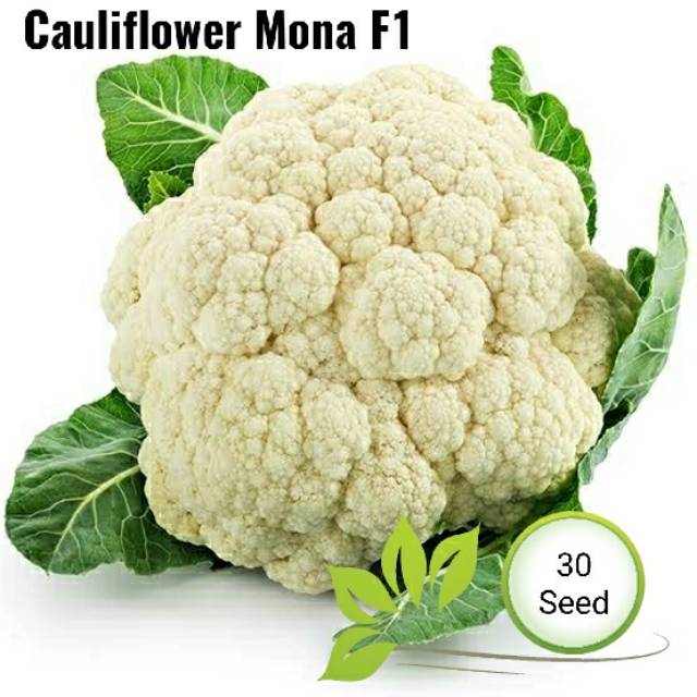 benih bunga kol Mona F1 | kembang kol dataran rendah | benih repack ecer