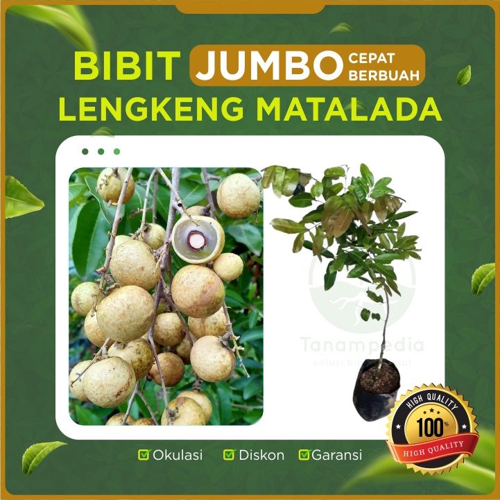 [BIbit Jumbo] Bibit Kelengkeng Matalada / Lengkeng Matalada / Cangkok Kelengkeng Unggul Tanampedia