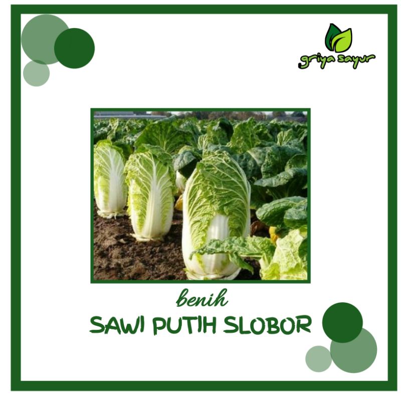 20 Benih Sawi Putih Autumn Sun F1 Dataran Rendah Sayur Slobor Unggul Bibit Tanaman Sayuran