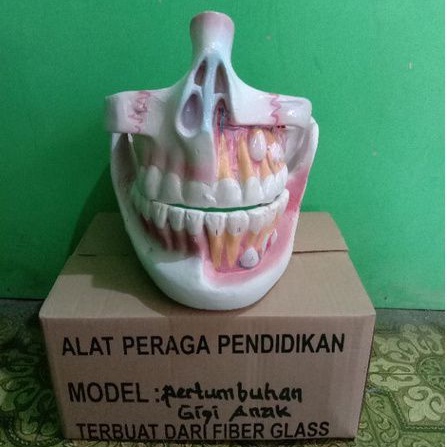 

gigi alat peraga pendidikan model torso pertumbuhan gigi anak