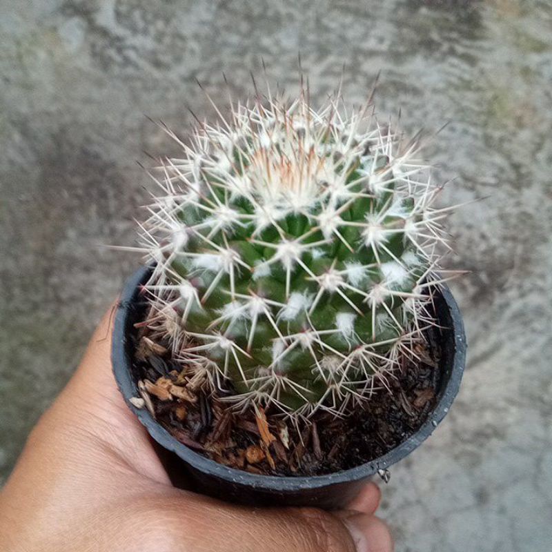 Kaktus Salak Putih Ownroot Jumbo