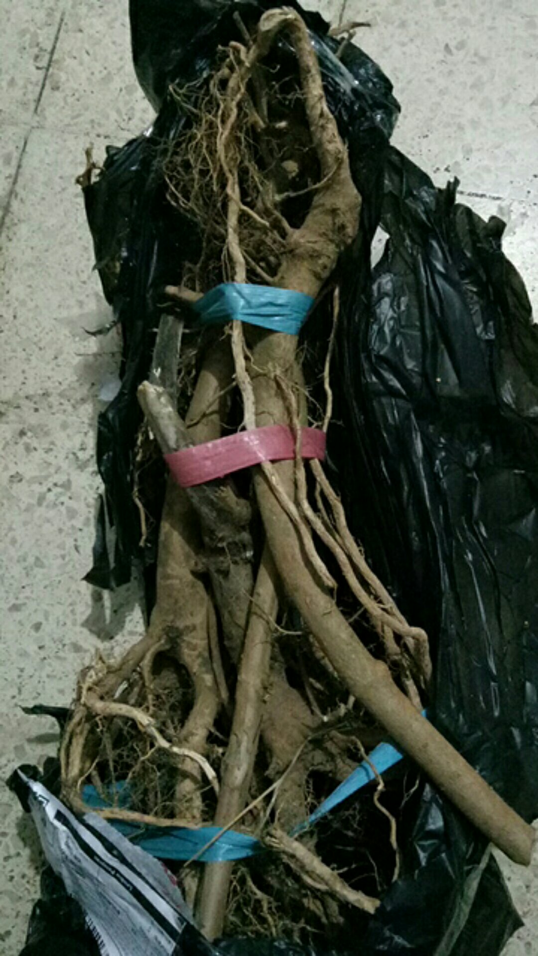 Akar Senggani Beserta Batangnya Dijual Per 100 Gram