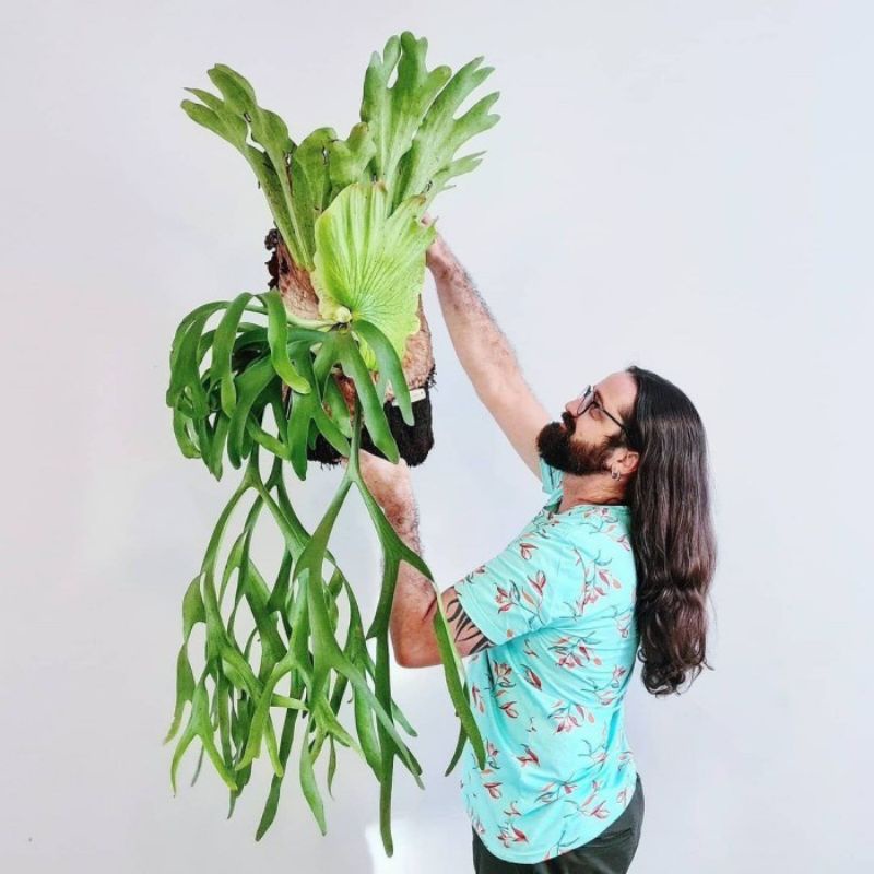 Kadaka tanduk rusa (Platycerium bifurcatum) / paku tanduk rusa simbar / willinckii tanduk rusa / Tan