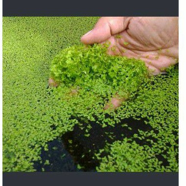tanaman hias aquascape frogbit amazon air mata lele apung mini kolam ikan cupang burayak aquarium