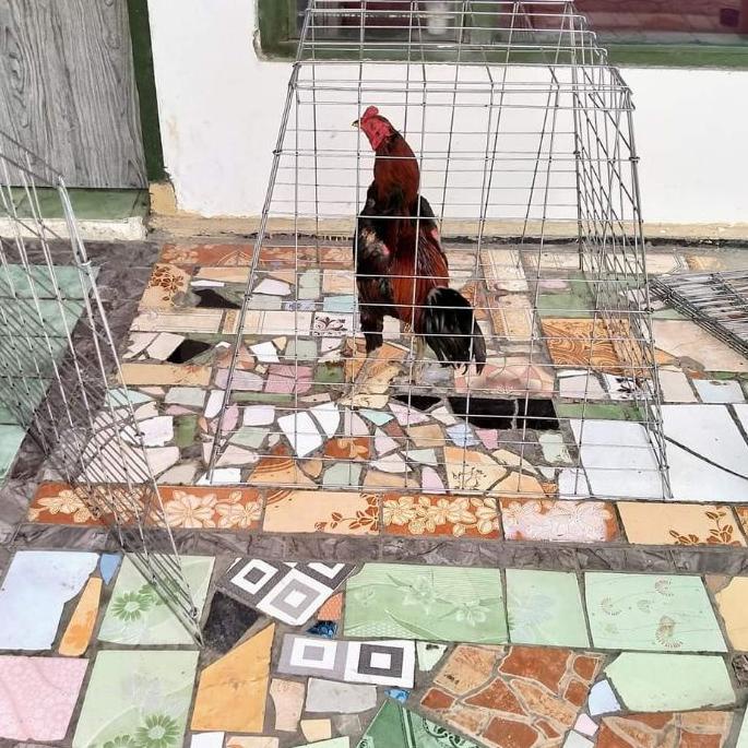 Harga Potongan Kandang Ayam Type Piramid 80×70×50