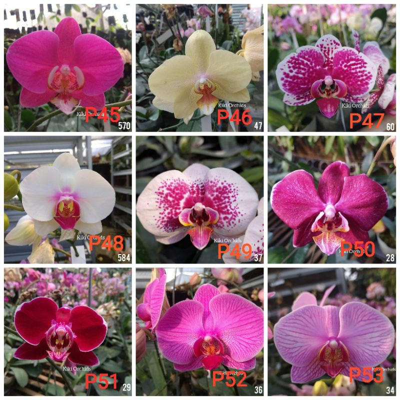 anggrek seedling besar atau bunga jumbo super premium hybrid bunga jumbo silangan taiwan