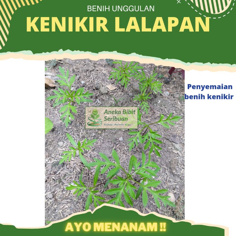 ±5000 biji - benih kenikir sayur lalap untuk urap-urap, Sayuran kaya manfaat