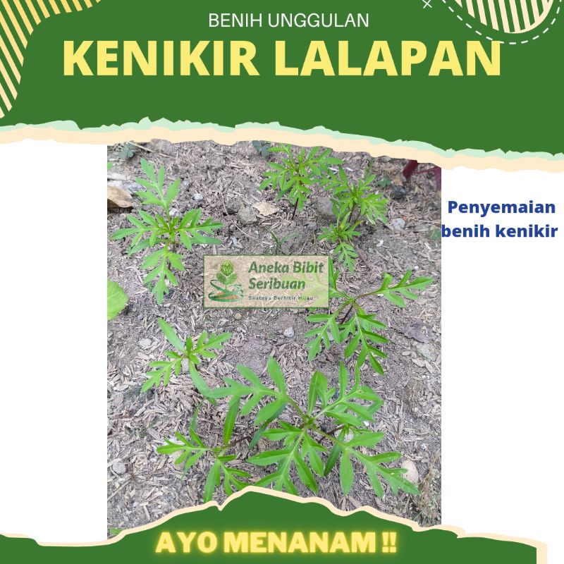 ±5000 biji - benih kenikir sayur lalap untuk urap-urap, Sayuran kaya manfaat