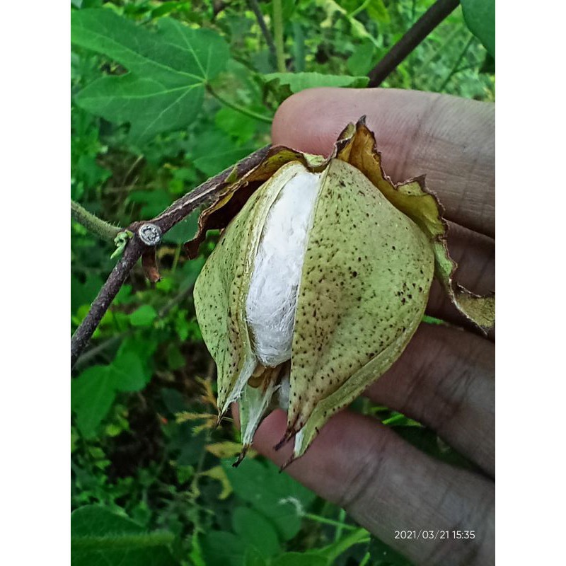 Benih Bibit Biji - Kapas Jepang Putih (Perdu) Japanese White Cotton Seeds