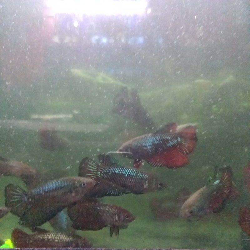 female hmpk line avatar