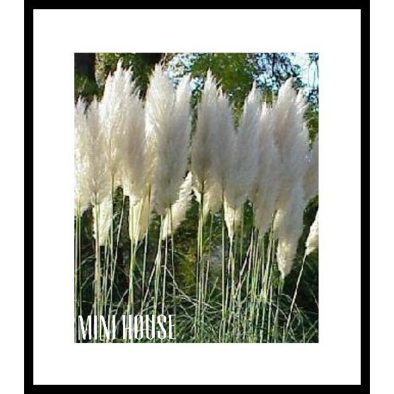 BIJI BIBIT BENIH PAMPAS GRASS