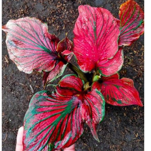caladium red ceria daun ganda/super red ceria double leaf
