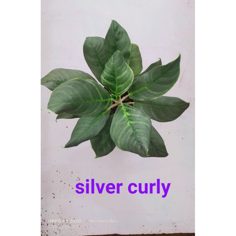 aglaonema silver curly