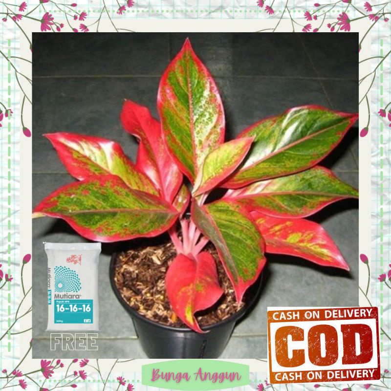 Tanaman Bibit Bunga Kembang Keladi Hias Aglonema red lipstik Asli hidup Dekorasi Hiasan Taman