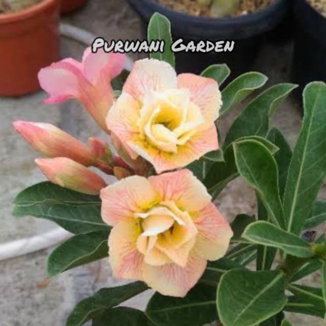 Menakjubkan 18 Gambar Bunga Adenium Tumpuk Gambar Bunga 