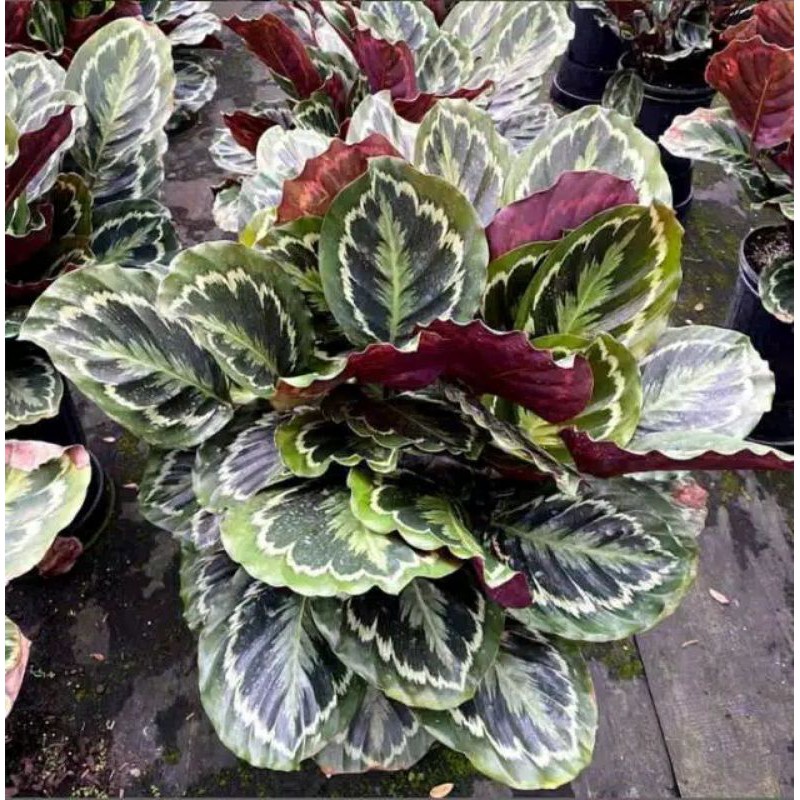 Calathea MEDALION / KALATEA MEDALION IMPORT