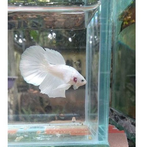 

ikan cupang halfmoon white platinum cupang hias / betta fish