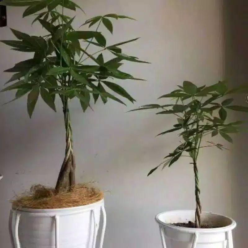 tanamanhias money tree pachira/ pachira kepang 3